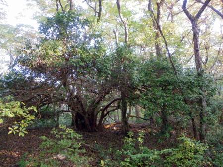 馬酔木の巨木群