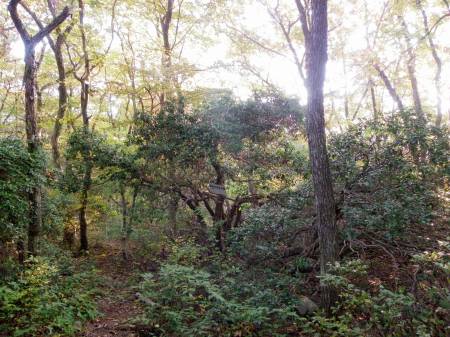 馬酔木の巨木群