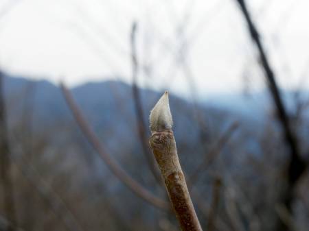 リョウブの冬芽