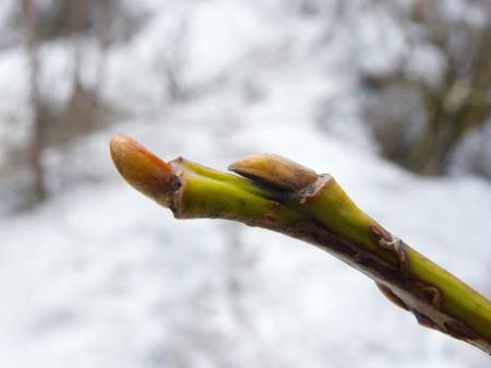 バッコヤナギの冬芽
