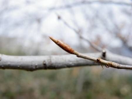 ブナの冬芽