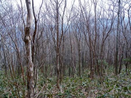 ダケカンバとリョウブ