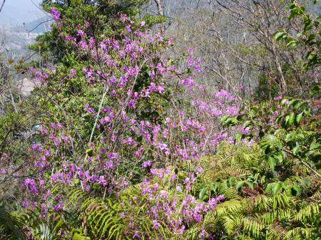コバノミツバツツジ