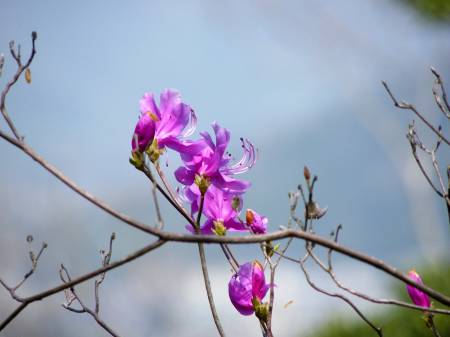 コバノミツバツツジ