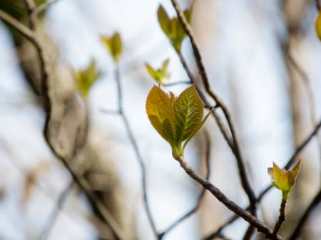 リョウブの新芽