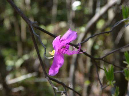 コバノミツバツツジ