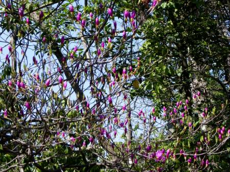 コバノミツバツツジ