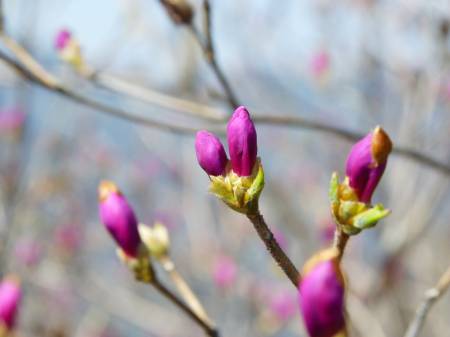 コバノミツバツツジ