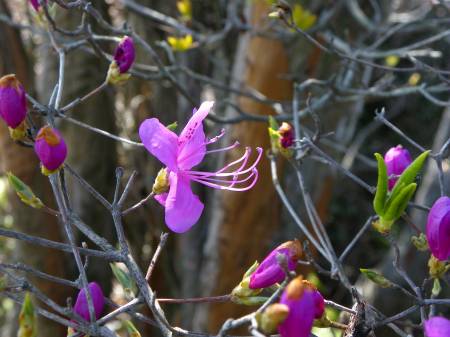 コバノミツバツツジ