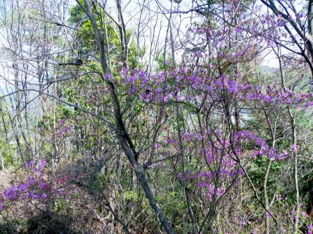 コバノミツバツツジ