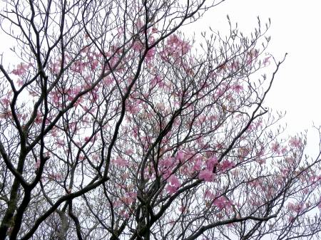 アケボノツツジ