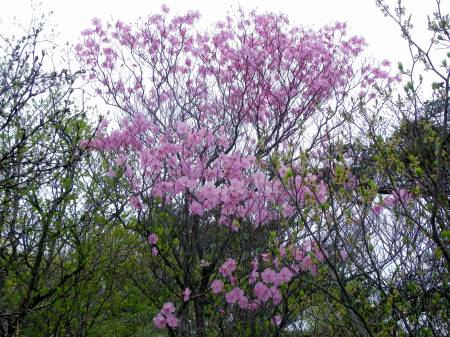 アケボノツツジ