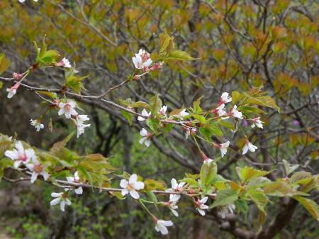 イシヅチザクラ