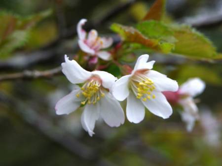 イシヅチザクラ