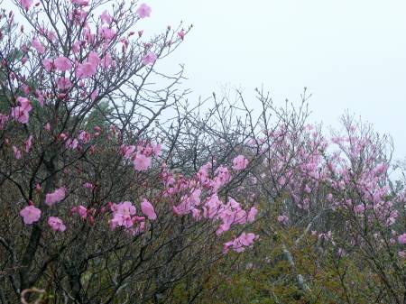 アケボノツツジ