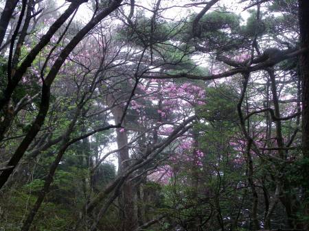 アケボノツツジ