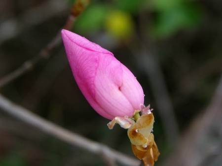 アケボノツツジ