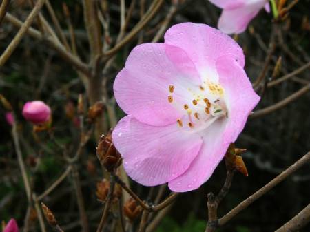 アケボノツツジ