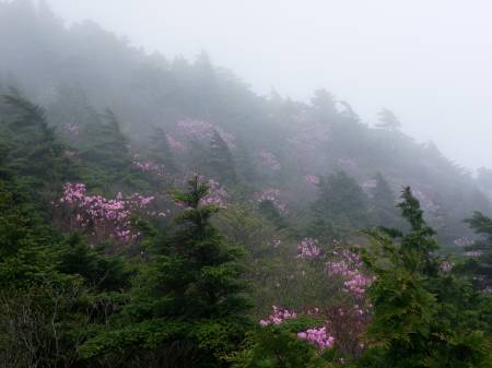 アケボノツツジ