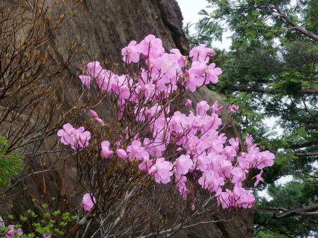 アケボノツツジ