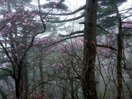 アケボノツツジ