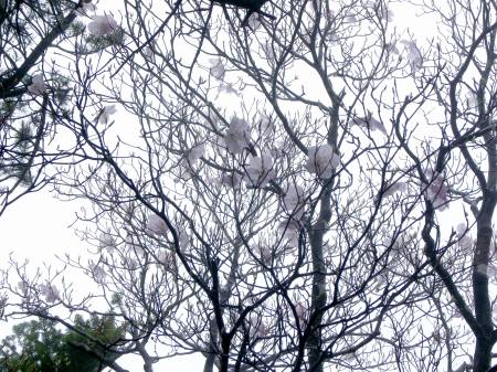 アケボノツツジ