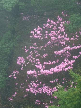 アケボノツツジ