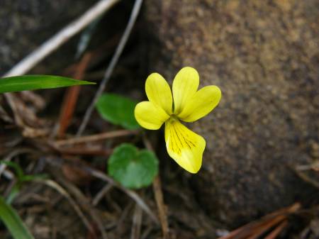 キバナノコマノツメ