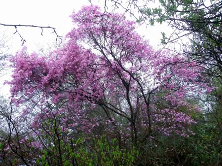 アケボノツツジ