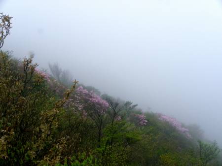 アケボノツツジ