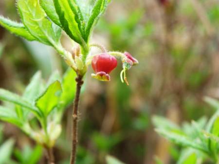 コヨウラクツツジ