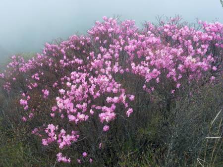 アケボノツツジ