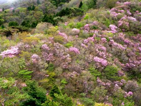 兜岩 アケボノツツジ