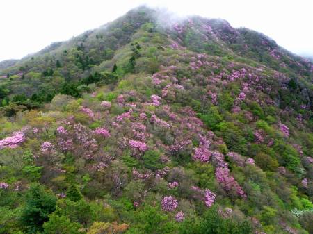 兜岩 アケボノツツジ