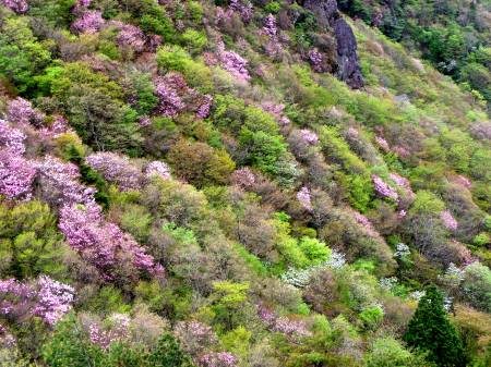 兜岩 アケボノツツジ