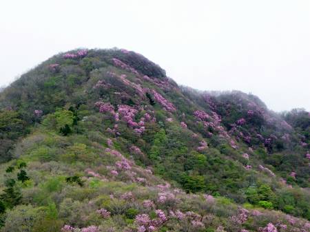 兜岩 アケボノツツジ