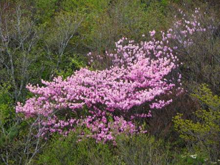 兜岩 アケボノツツジ