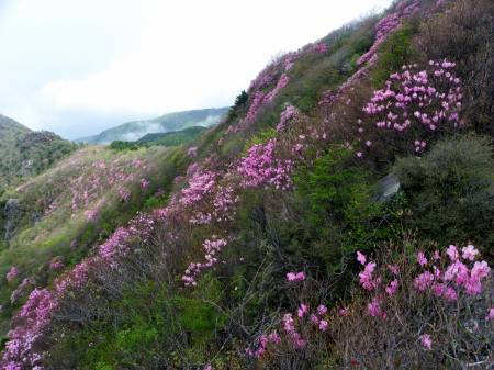 アケボノツツジ