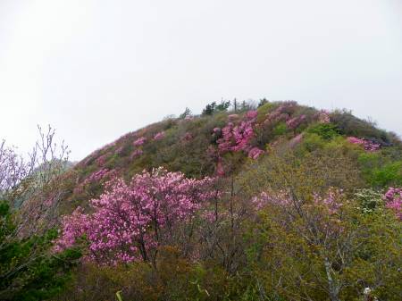 アケボノツツジ
