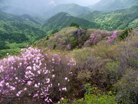 アケボノツツジ
