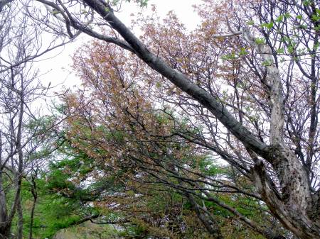 イシヅチザクラ