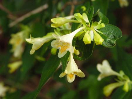 コツクバネウツギ