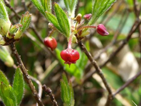 コヨウラクツツジ