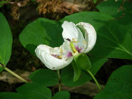 ヤマシャクヤク