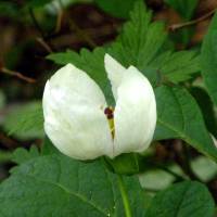 ヤマシャクヤク