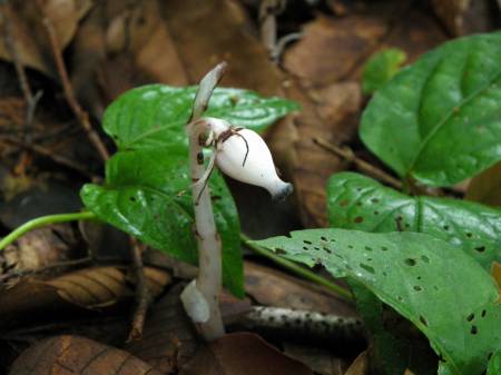 ギンリョウソウ