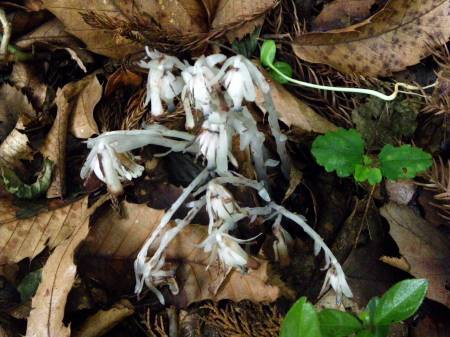 ギンリョウソウ