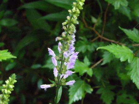 ナツノタムラソウ