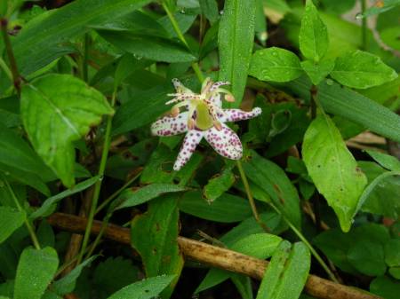 ヤマジノホトトギス