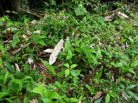 ヤマジノホトトギス